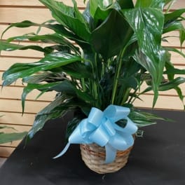 Potted green plant in a wicker basket with a blue ribbon