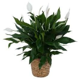 Potted peace lily plant with white blooms in a woven basket