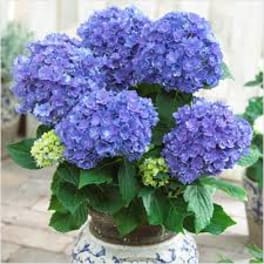 Potted plant with large blue-purple hydrangea blooms in a patterned ceramic pot