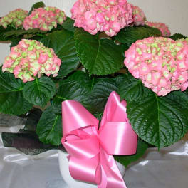 Potted pink hydrangea plant with dark leaves in a white container, finished with a large pink satin bow.