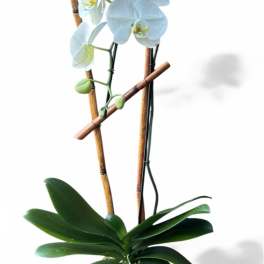 White orchid plant in a light blue ribbed pot with bamboo stakes