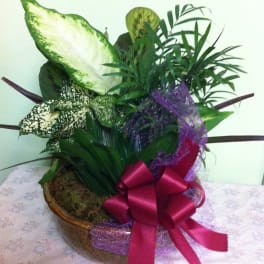 Potted tropical foliage arrangement with a pink ribbon bow
