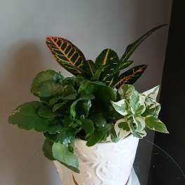Mixed foliage houseplant in a white ceramic pot
