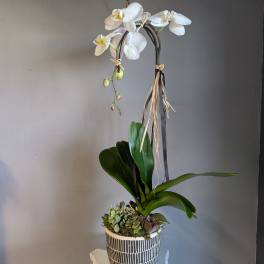 Tall white orchid plant with succulents in a black and white patterned ceramic pot