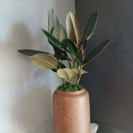 Deep green ficus (tall brown pot)