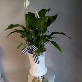 Tall peace lily plant with white blooms in a white and gold pedestal vase with a striped bow.