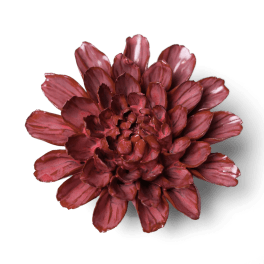 Single deep red dahlia bloom on a plain background