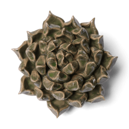 Close-up of a bronze-toned succulent rosette