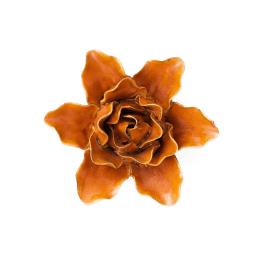 Single orange rose bloom on a plain background