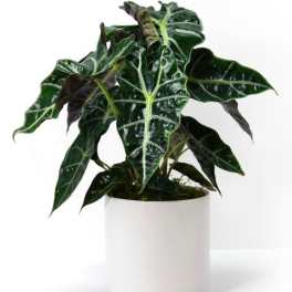 Potted alocasia plant with dark green arrow-shaped leaves in a white cylindrical pot