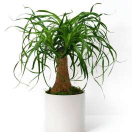 Ponytail palm-style houseplant with arching green fronds in a white round pot