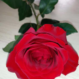 Single red rose with green leaves on a light surface