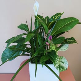 Potted green plant arrangement with a white peace lily bloom