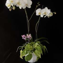 White orchids in a white pot with trailing green foliage