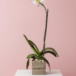 Orchid plant
