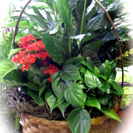 Basket arrangement of red flowers and lush green tropical foliage