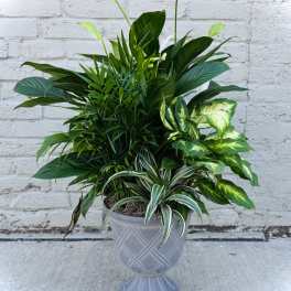 Tall mixed green foliage plant in a gray urn-style planter against a white brick wall.