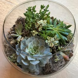 Glass bowl terrarium with assorted succulents and pebbles