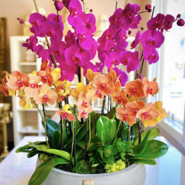 Potted arrangement of pink and orange orchids in a round planter