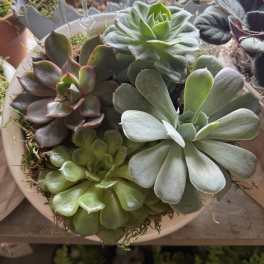 Potted arrangement of assorted succulents in a shallow bowl