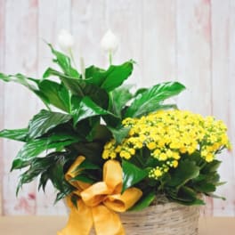 Basket garden with lush green plants and small yellow flowers accented by a yellow bow