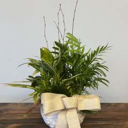 Potted green houseplant arrangement in a white bowl with a beige fabric bow