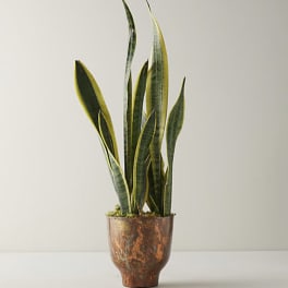 Potted snake plant in a copper-toned container