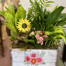 Mixed potted plants in a wooden box with a painted floral front