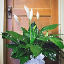Potted green plant with tall white blooms and a white bow in front of a wooden door