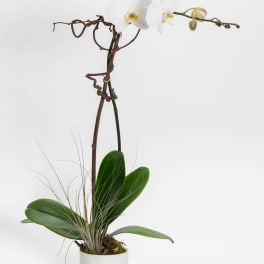 White orchid plant in a white pot with a tall stem