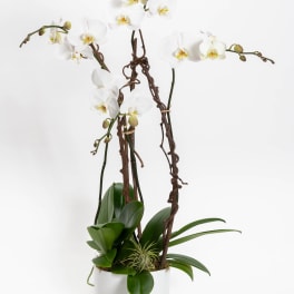 White orchids arranged in a white pot with broad green leaves