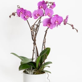 Pink orchids in a white pot with broad green leaves