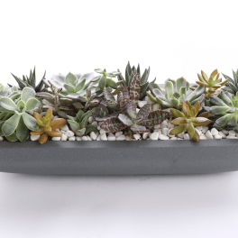 Elongated Gray Succulent