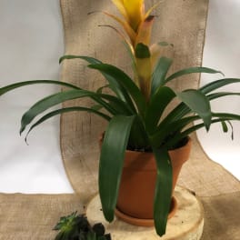 Potted bromeliad with a yellow flower spike and dark green leaves