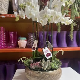 White orchids arranged in a bowl with small succulents
