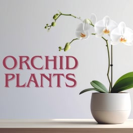 White orchid plant in a white pot on a table