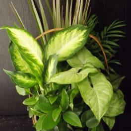 Basket planter with assorted green foliage and variegated leaves
