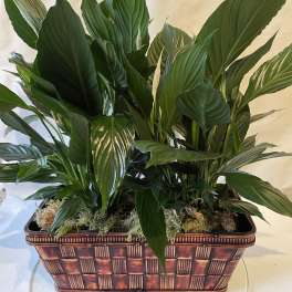 Potted peace lilies in a woven rectangular planter