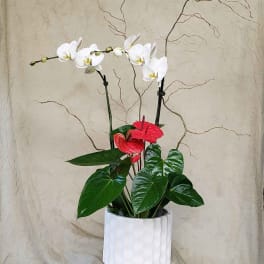 White orchids and red anthuriums in a white pot