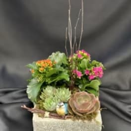 Succulent arrangement in a glittery square container with pink and orange blooms