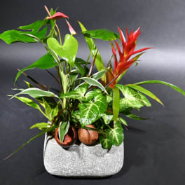 Tropical potted plant arrangement with red bromeliad and assorted green foliage in a gray planter