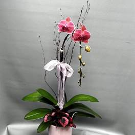 Pink orchids in a pale pink pot with a ribbon bow