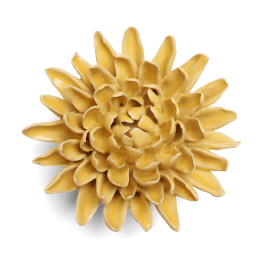 Yellow chrysanthemum bloom on a plain background