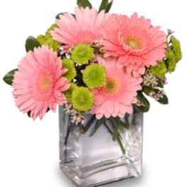 Pink gerbera daisies in a clear square vase