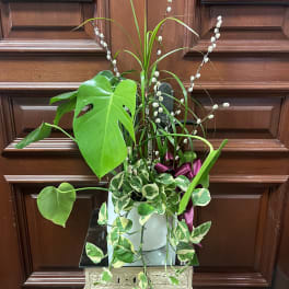 Potted green plant arrangement with trailing variegated vines and a purple ribbon