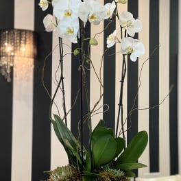 White orchids arranged in a gray bowl planter with succulents