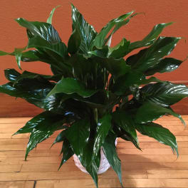 Potted plant with glossy dark green leaves in a white woven basket on a wood floor