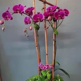 Tall purple phalaenopsis orchids in a white bowl planter with assorted green plants
