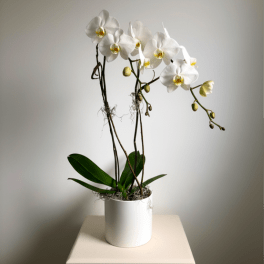 White phalaenopsis orchid plant with arching blooms in a white pot on a pedestal.