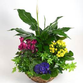 Mixed potted plants in a wicker basket with pink, yellow, and purple blooms